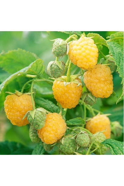 Малина ремонтантна Ярославна